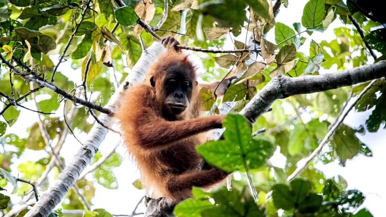Orangutan Tapanuli in Batang Toru, North Sumatra