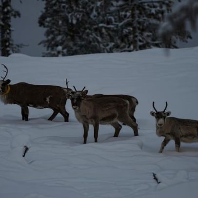 Sámi protestam contra mina de grafita apoiada pela UE, com medo de pastagens