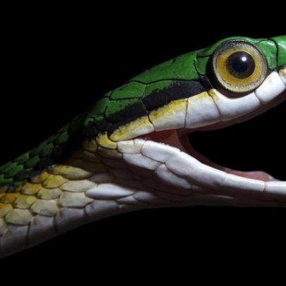 Fotos: Principais novas espécies de 2025