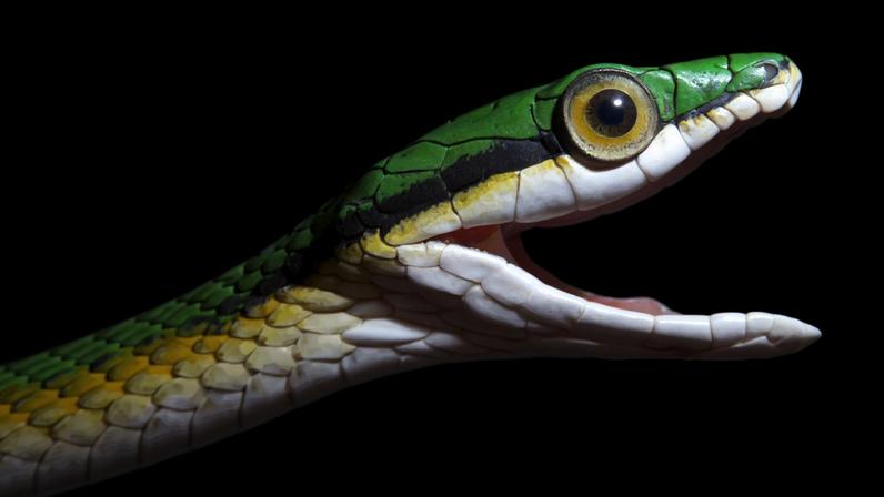 Fotos: Principais novas espécies de 2025