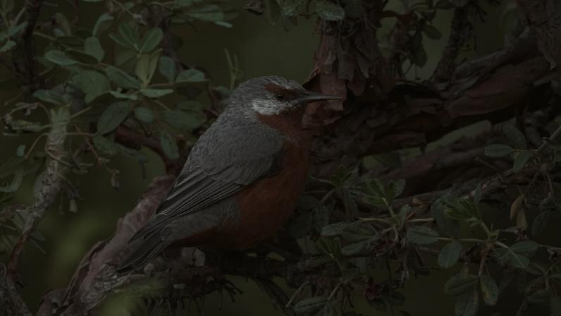 Giant conebird in Peru.