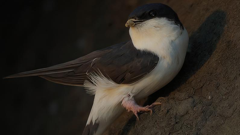 House martins usually nest under the eaves of buildings