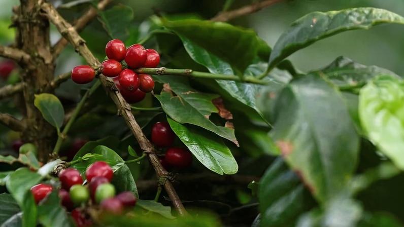 Frutos de café em maturação ainda no pé