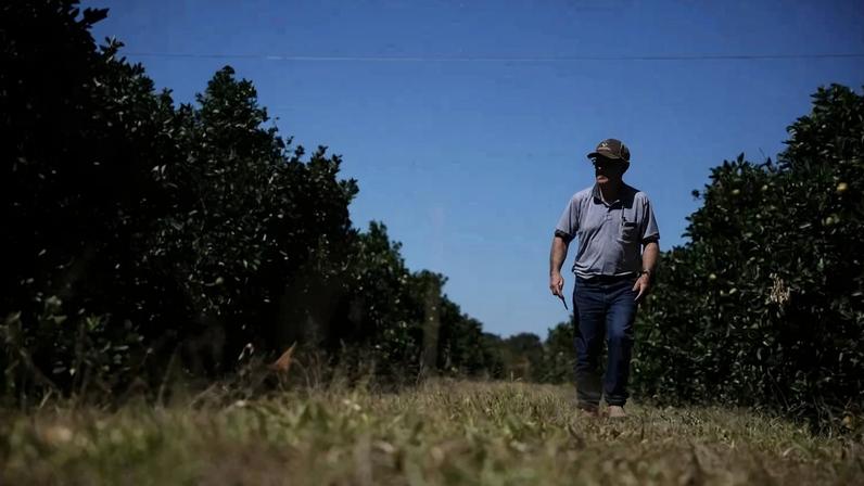 Produtor de laranja no meio do pomar