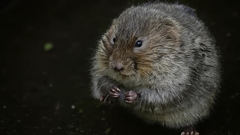 River Thame Conservation Trust volunteers captured video evidence of the water voles at two sites