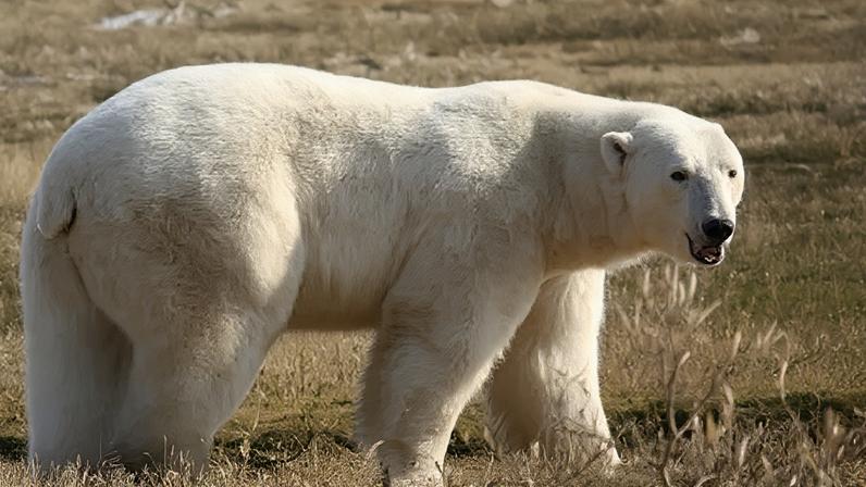 On 15 May 2008 the U.S. granted polar bears protective status under the Endangered Species Act