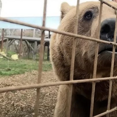 Par de ursos resgatados prospera, diz abrigo