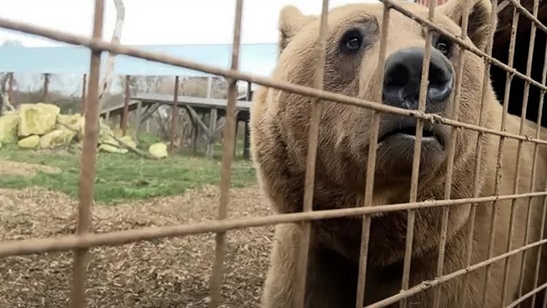 Par de ursos resgatados prospera, diz abrigo