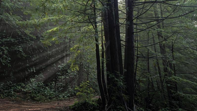 Purisima Creek, California in December 2025. Photo by Rhett Ayers Butler