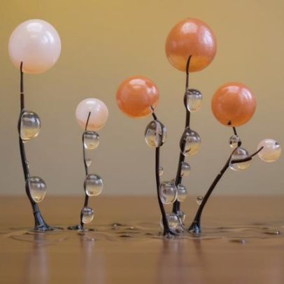 Fotografando o mundo oculto do slime mold