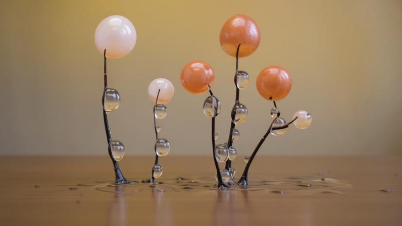 Fotografando o mundo oculto do slime mold