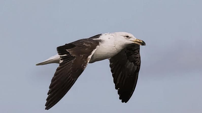 People can spot species like the black-browed albatross off the coast of South Africa