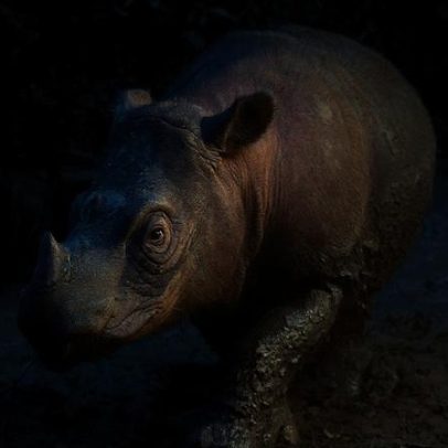 Quem pode salvar o rinoceronte de Sumatra?