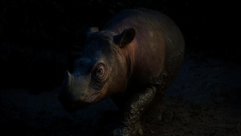 Quem pode salvar o rinoceronte de Sumatra?