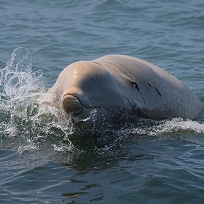 Sons revelam segredos das baleias mais evasivas do mundo