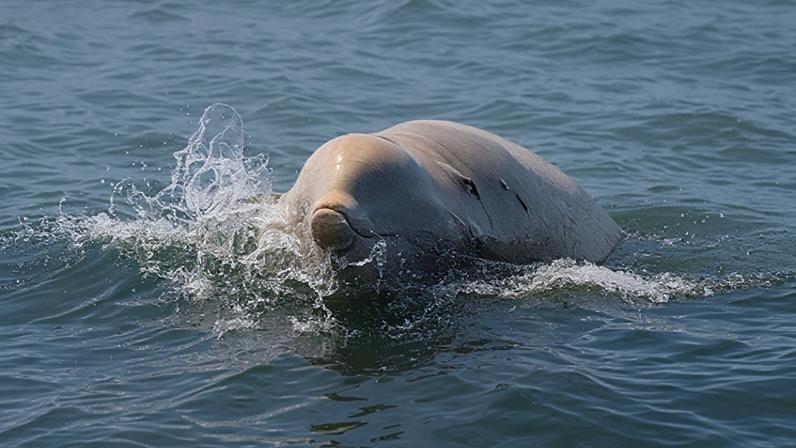 Alamy A beaked Cuvier whale with pennella worm (Credit: Alamy)
