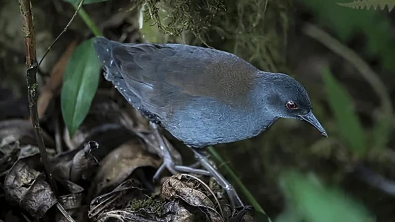 A Galapagos rail perches amid dead leaves and strands of moss on Floreana island (Credit: Carlos Espinosa)