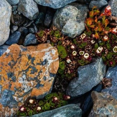 BBC levada a local secreto no País de Gales para encontrar planta rara