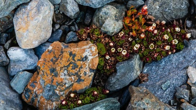 BBC levada a local secreto no País de Gales para encontrar planta rara