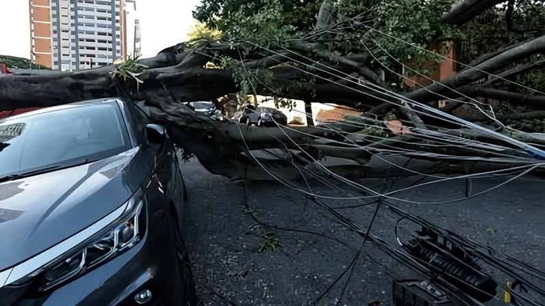 O vendaval derrubou centenas de árvores na cidade de São Paulo e municípios vizinhos – Foto: Paulo Pinto/Agência Brasil