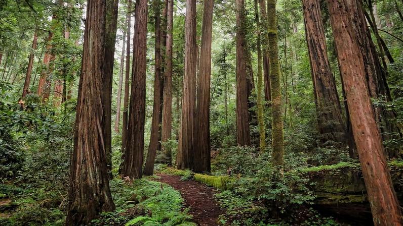 Redwood forest in Big Basin, California. Photo by Rhett Ayers Butler