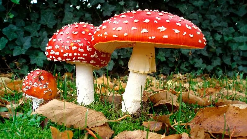 Fotografia do cogumelo Fly agaric.