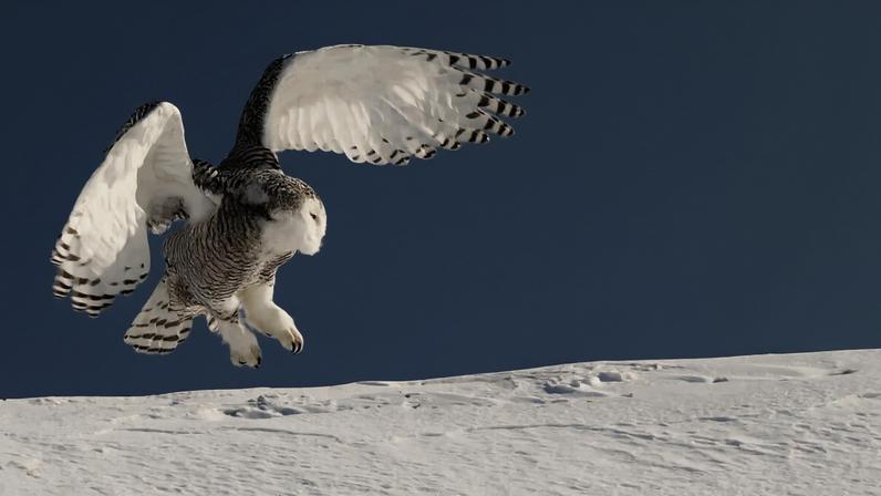 A snowy owl in flight. Image courtesy of Bert de Tilly.