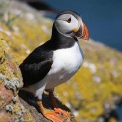 Fique nesta ilha deslumbrante de graça se contar papagaios-do-mar