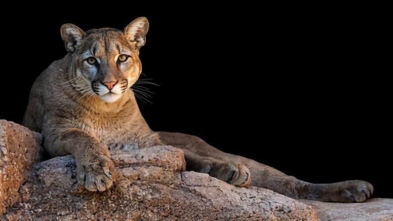 A mountain lion at a wildlife sanctuary in Tucson, Arizona.