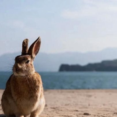 Ilha desabitada do Japão vira paraíso de coelhos