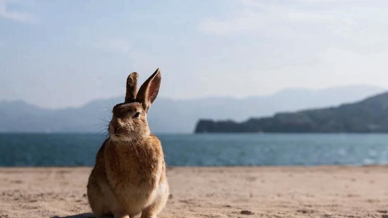 A family from South Korea visits Okunoshima. Photograph: Kazuma Obara/The Guardian
