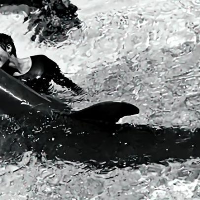 EUA tentaram ensinar golfinhos a falar inglês