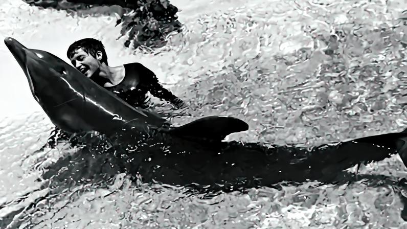 EUA tentaram ensinar golfinhos a falar inglês