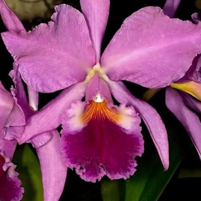 Brasil se consolida como centro global de orquídeas, aponta estudo