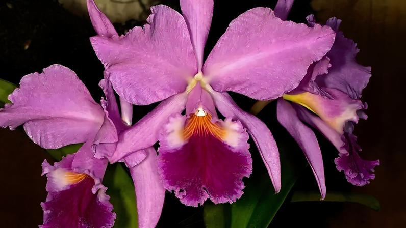 Brasil se consolida como centro global de orquídeas, aponta estudo