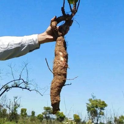 Plantas rasteiras do Cerrado ultrapassam 100 anos, aponta estudo