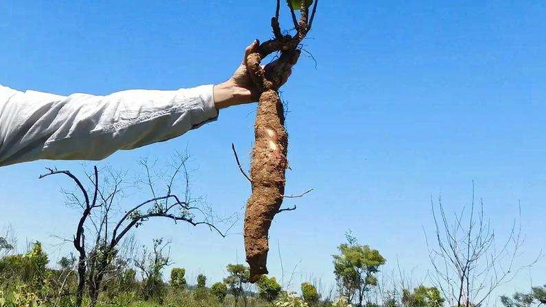 Plantas rasteiras do Cerrado ultrapassam 100 anos, aponta estudo
