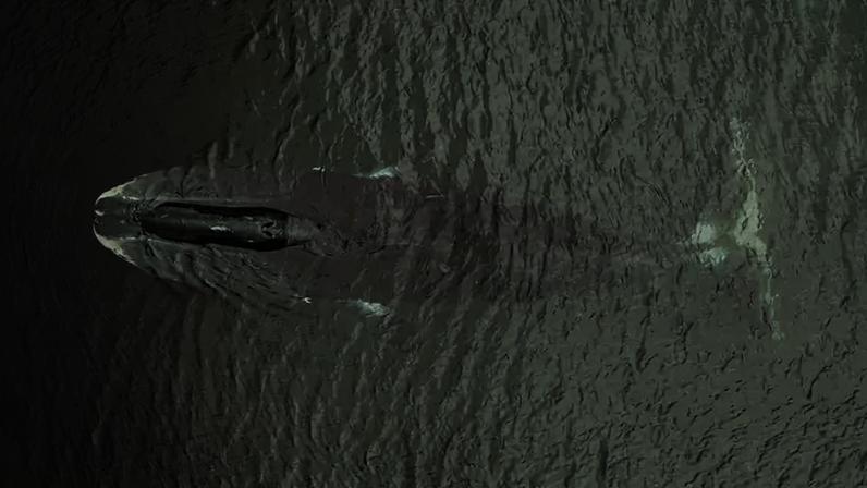 Fotografia de uma Baleia-da-groenlândia (Balaena mysticetus).