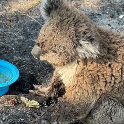 Incêndios na Victoria empurram espécies ameaçadas ao limite