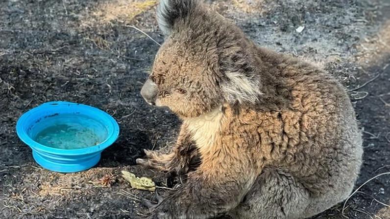 Victoria’s environment department has deployed wildlife teams to assess affected animals but a full picture of the devastation has yet to emerge.