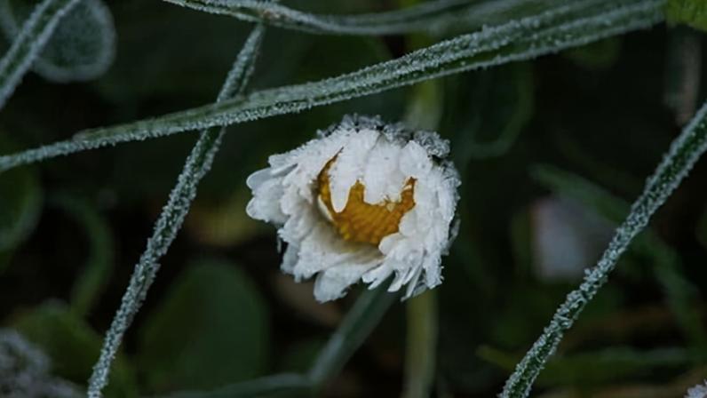 A daisy flowering in frosty weather in Windsor, Berkshire.