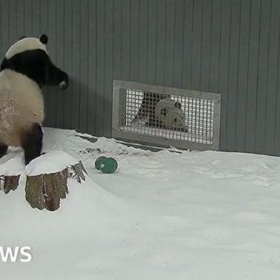 Pandas gigantes brincam na nevasca em Washington, DC