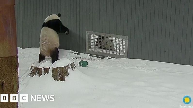 Pandas gigantes brincam na nevasca em Washington, DC