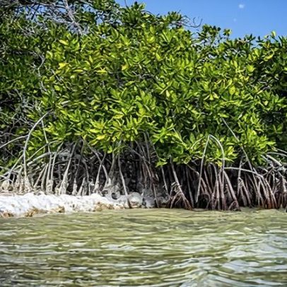 Governo holandês discrimina Bonaire em adaptação climática, decide tribunal