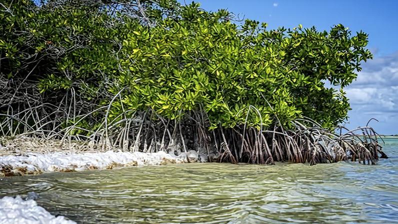 Bonaire is particularly vulnerable to sea-level rise, extreme heat and other climate-related impacts.