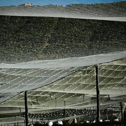 Verdes de NSW vão apresentar projeto para regulamentar indústria de berries