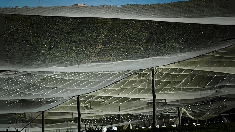 Verdes de NSW vão apresentar projeto para regulamentar indústria de berries