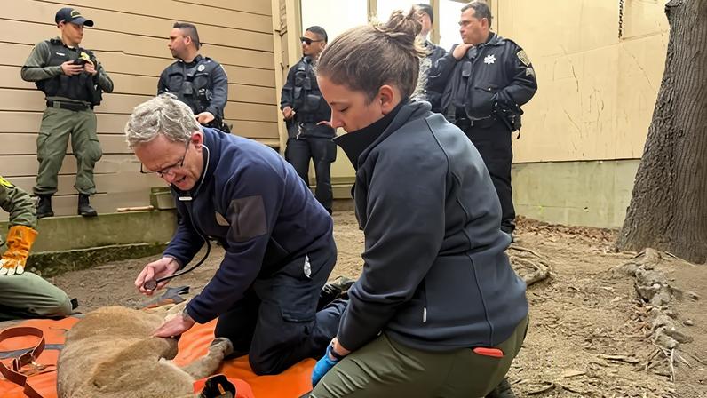 Transmissão ao vivo sobre captura de puma em bairro de San Francisco interrompida por coiote