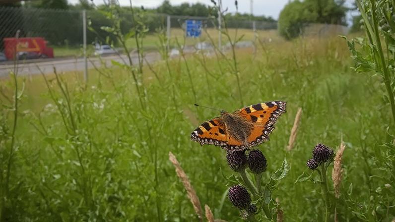 Small Tortoiseshell butterfly in a field of flowers by a road. A vehicle could be seen behind the steel chain link fence.