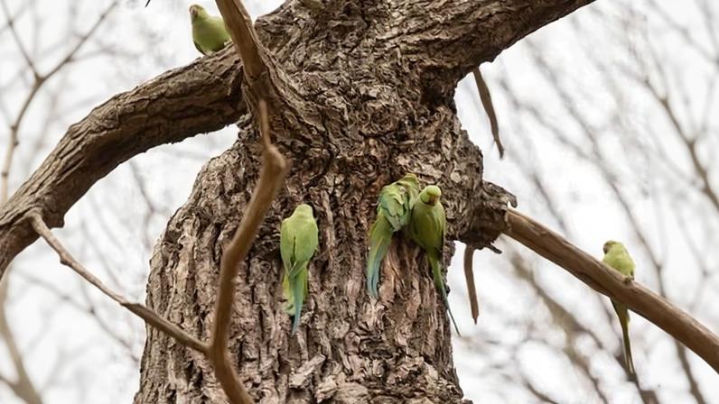 Parakeets in Richmond Park.